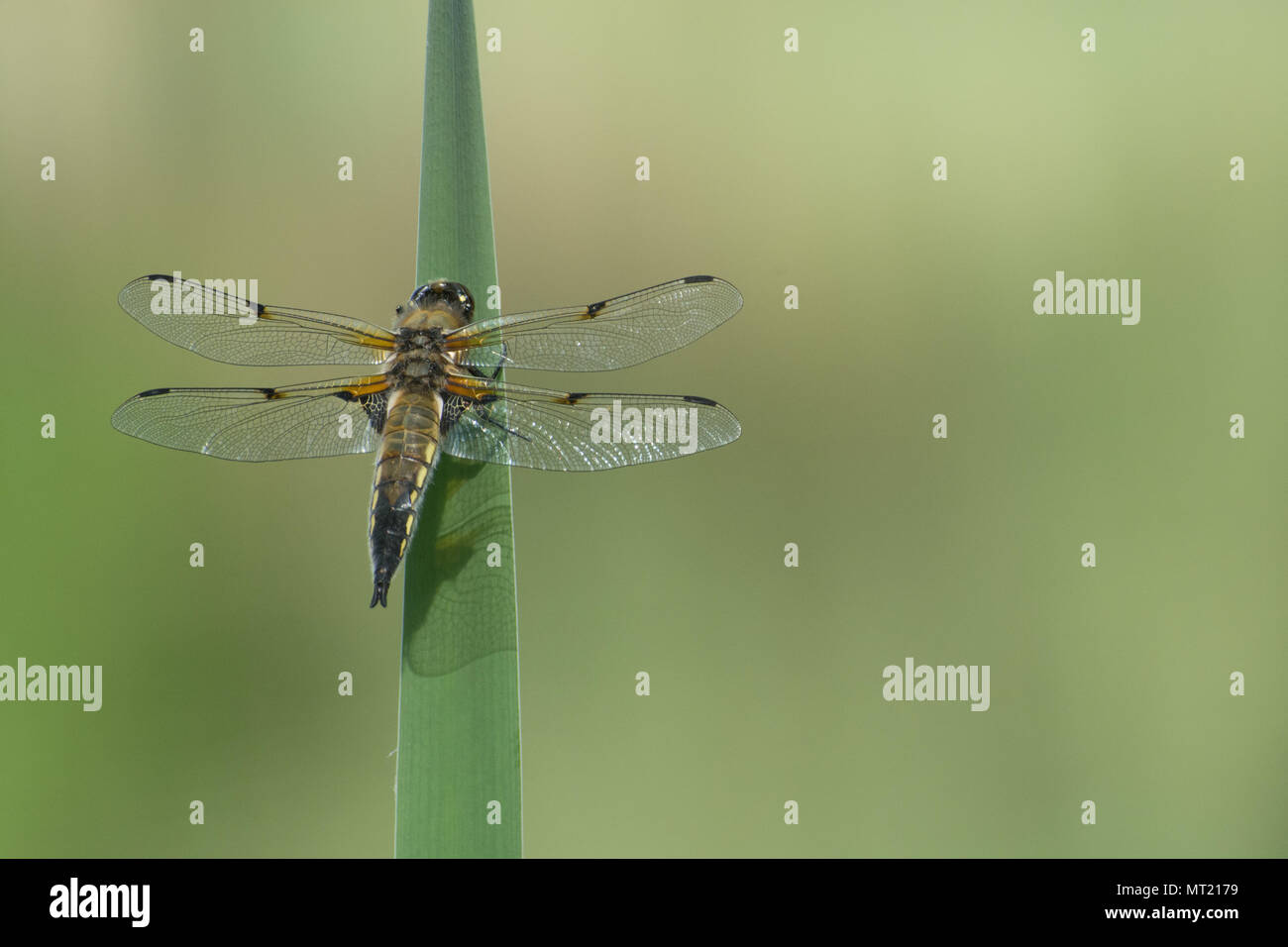 Four-spotted chaser dragonfly (Libellula quadrimaculata) perched on pond vegetation in Hampshire, UK Stock Photo