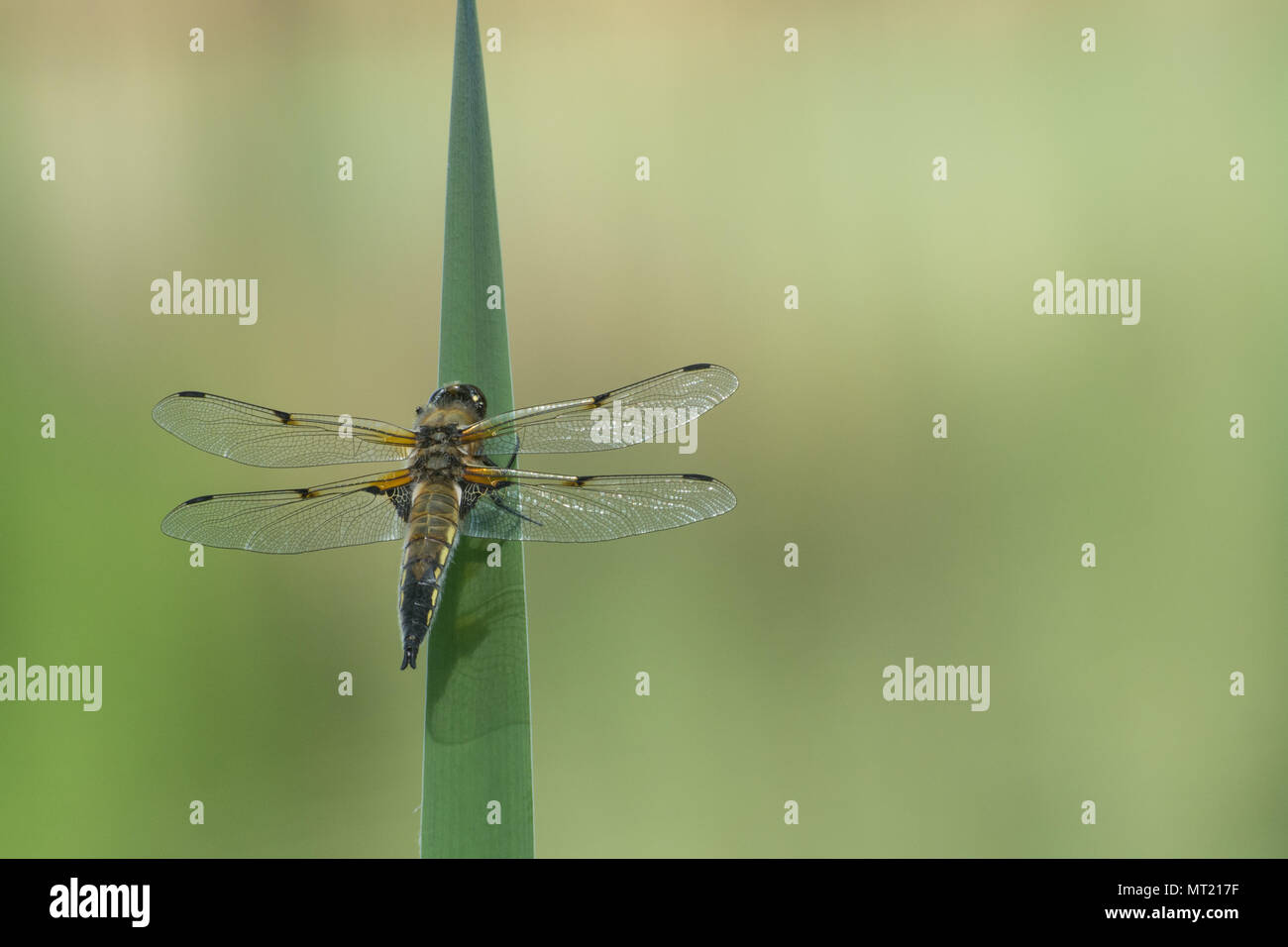 Four-spotted chaser dragonfly (Libellula quadrimaculata) perched on pond vegetation, UK Stock Photo