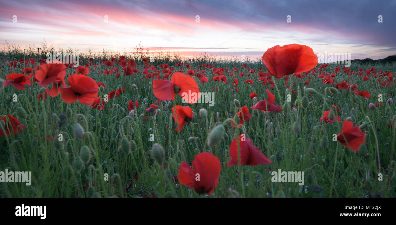 Red poppies in Dorset Stock Photo