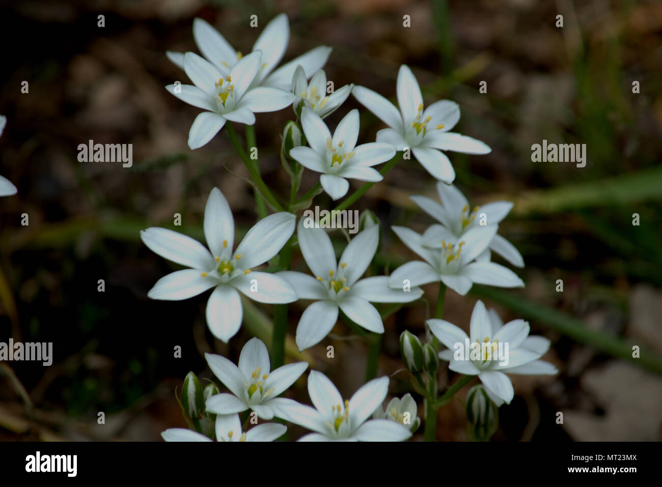 Star-shaped white flowers Stock Photo - Alamy