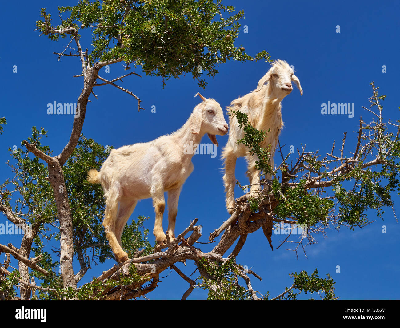 Two white goats on a dry branch of an argan tree against a blue sky background, Marrakech, Morocco. Stock Photo