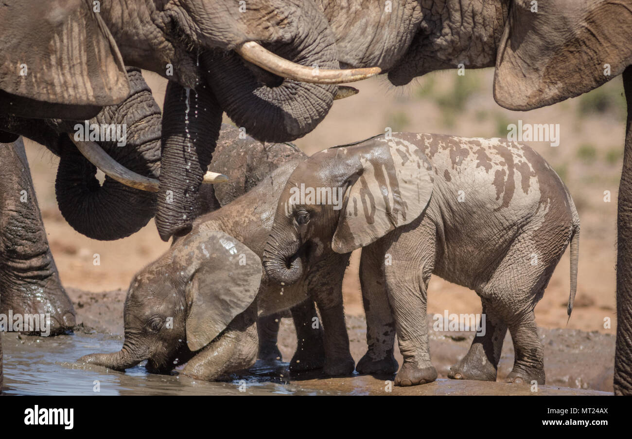 Bay elephant drinking water with its mouth. Stock Photo