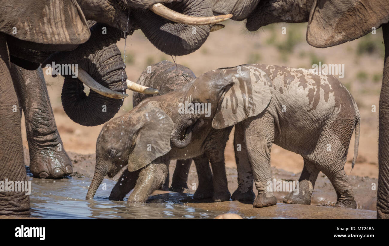 Young elephants at the waterhole. Stock Photo
