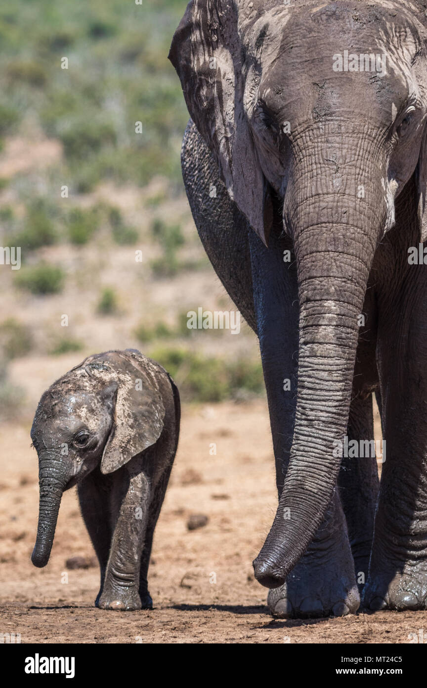 Mother and baby elephant walking next to each other Stock Photo - Alamy