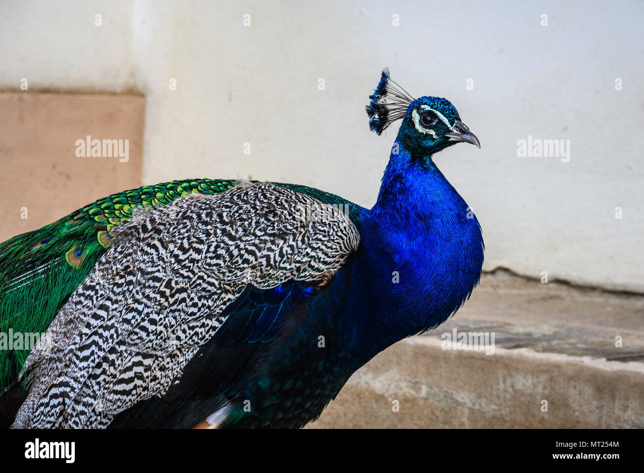 Majestic peacock in the beautiful Wallenstein Garden in  Prague, Czech Republic Stock Photo