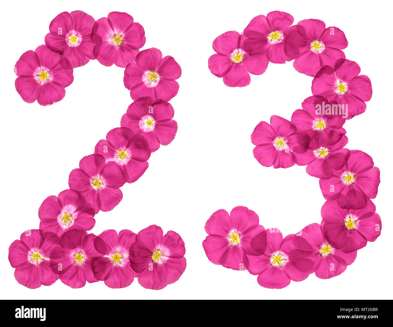 Arabic numeral 23, twenty three, from pink flowers of flax, isolated on