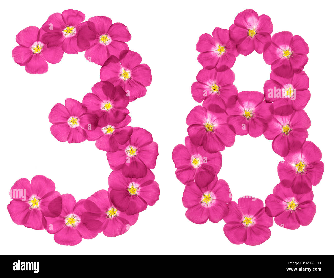Arabic numeral 38, thirty eight, from pink flowers of flax, isolated on