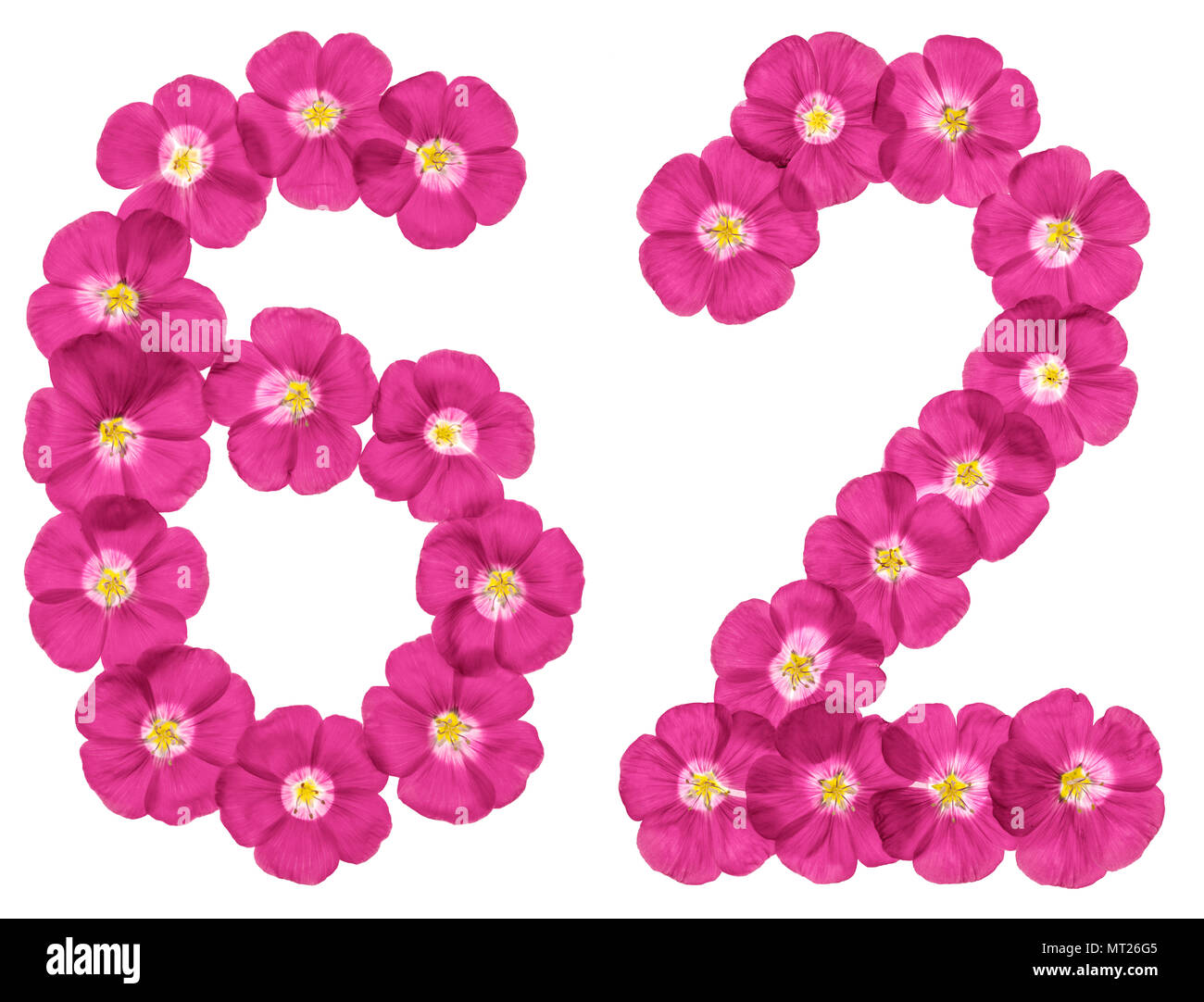 Arabic numeral 62, sixty two, from pink flowers of flax, isolated on