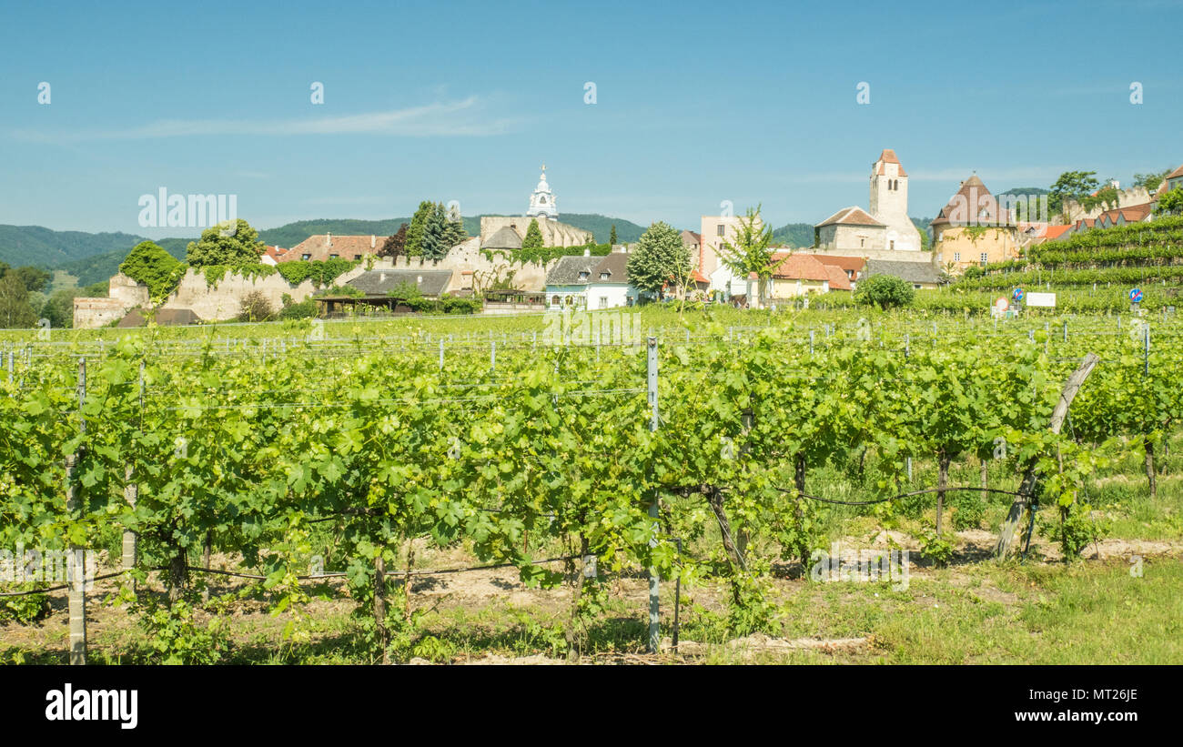 Vineyard in the town of Durnstein on the River Danube, Wachau Region, Austria. Stock Photo