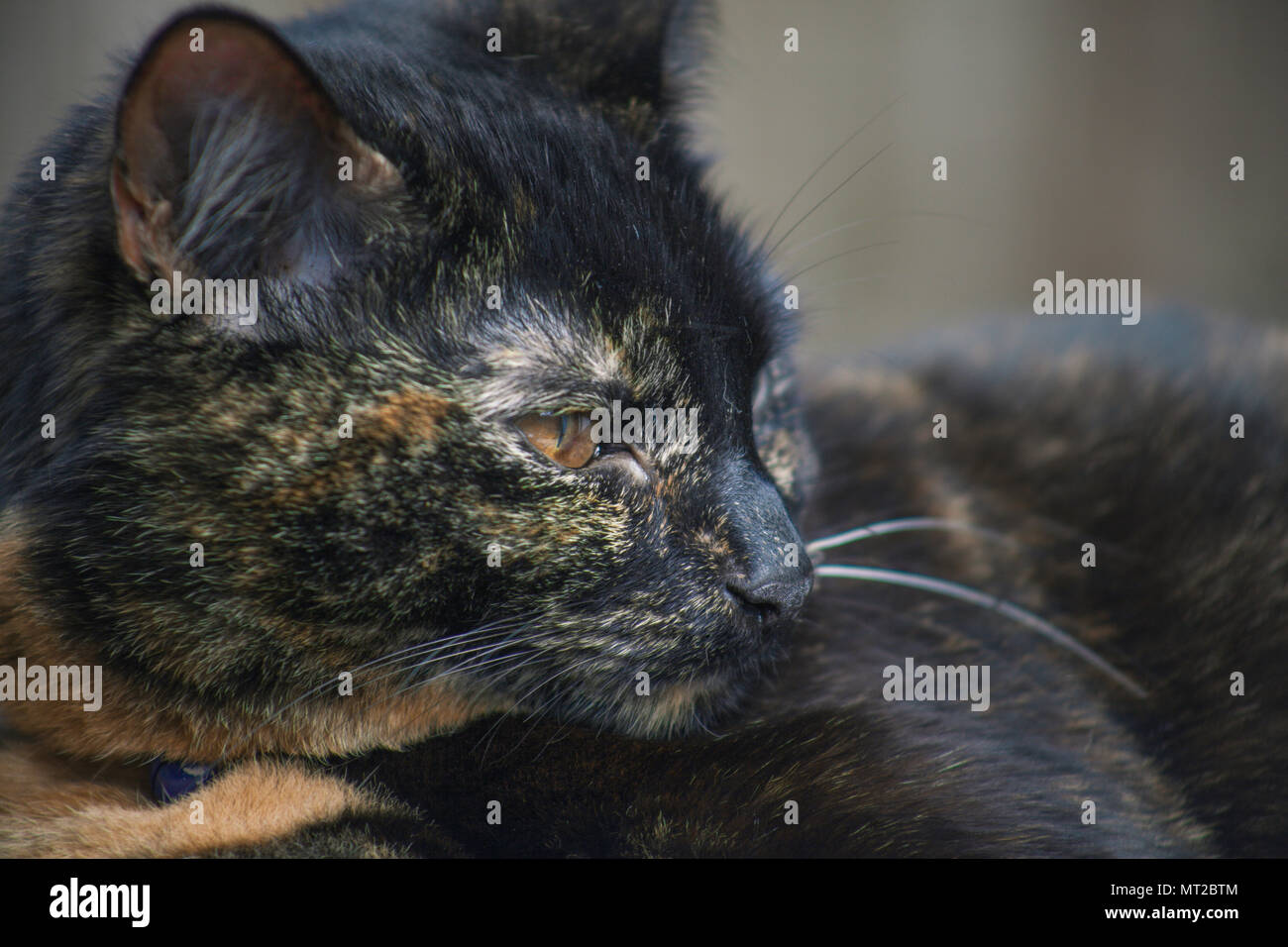 cute tortoiseshell cat enjoying herself outdoors Stock Photo