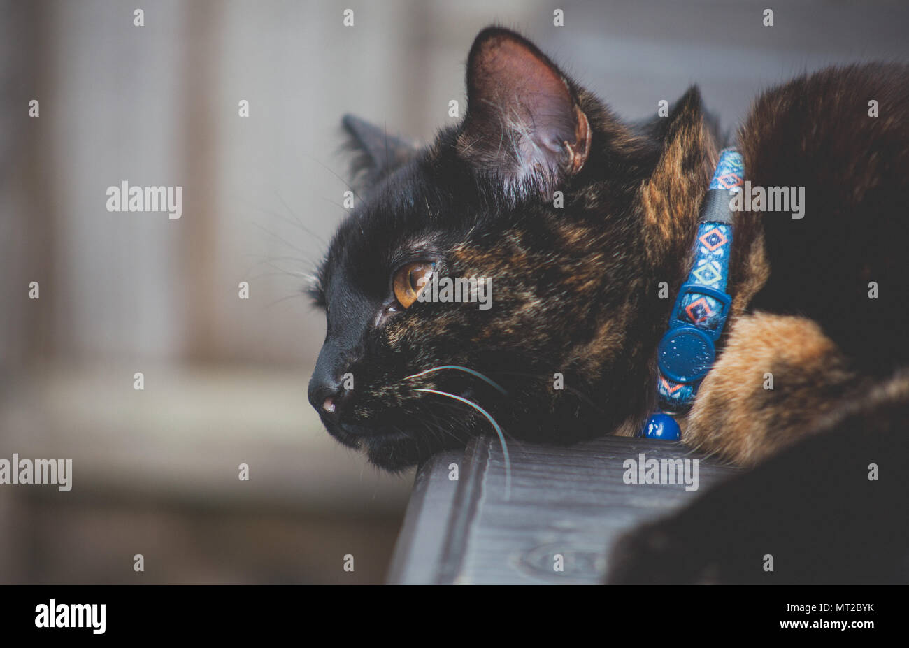 cute tortoiseshell cat enjoying herself outdoors Stock Photo