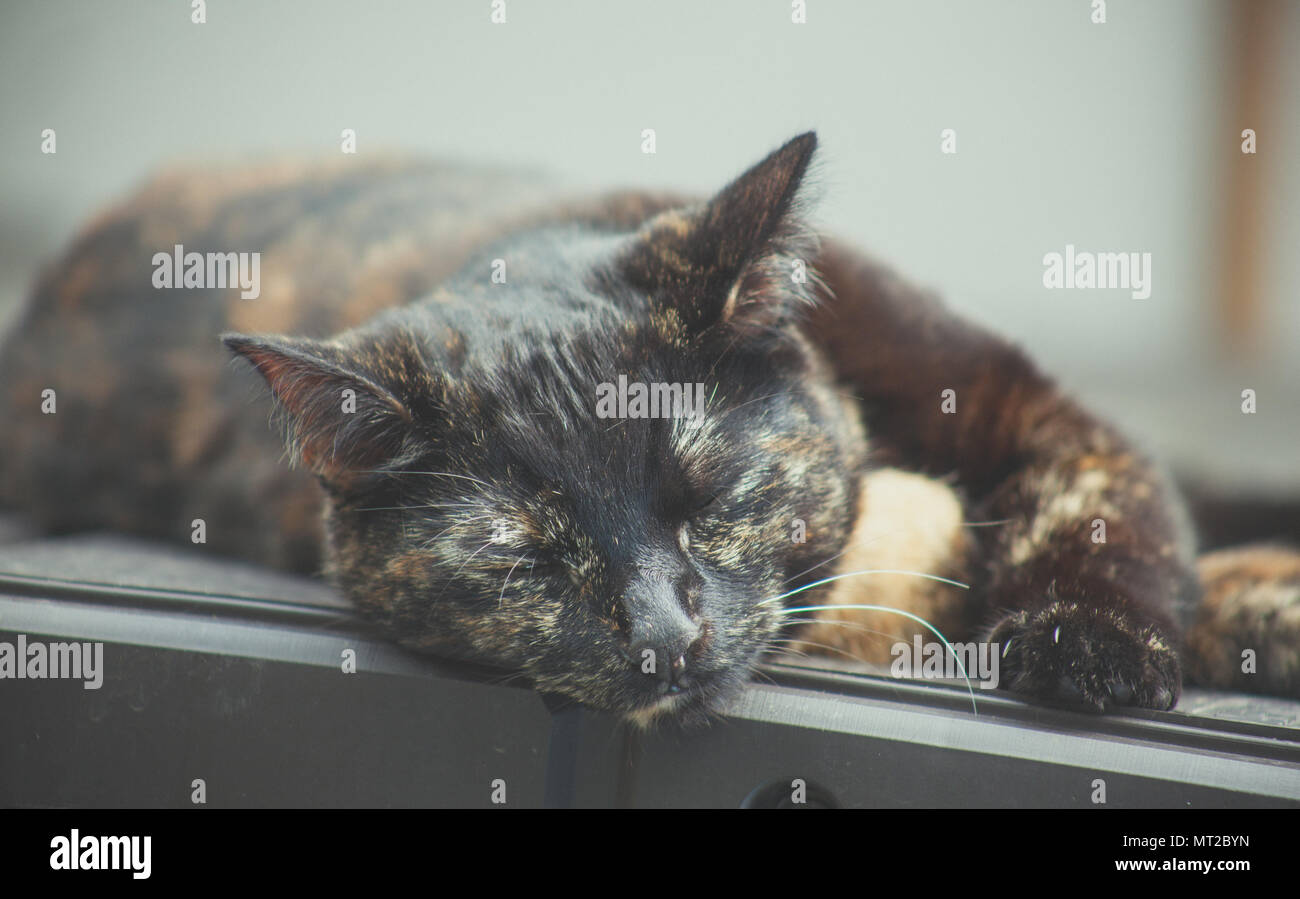 cute tortoiseshell cat enjoying herself outdoors Stock Photo