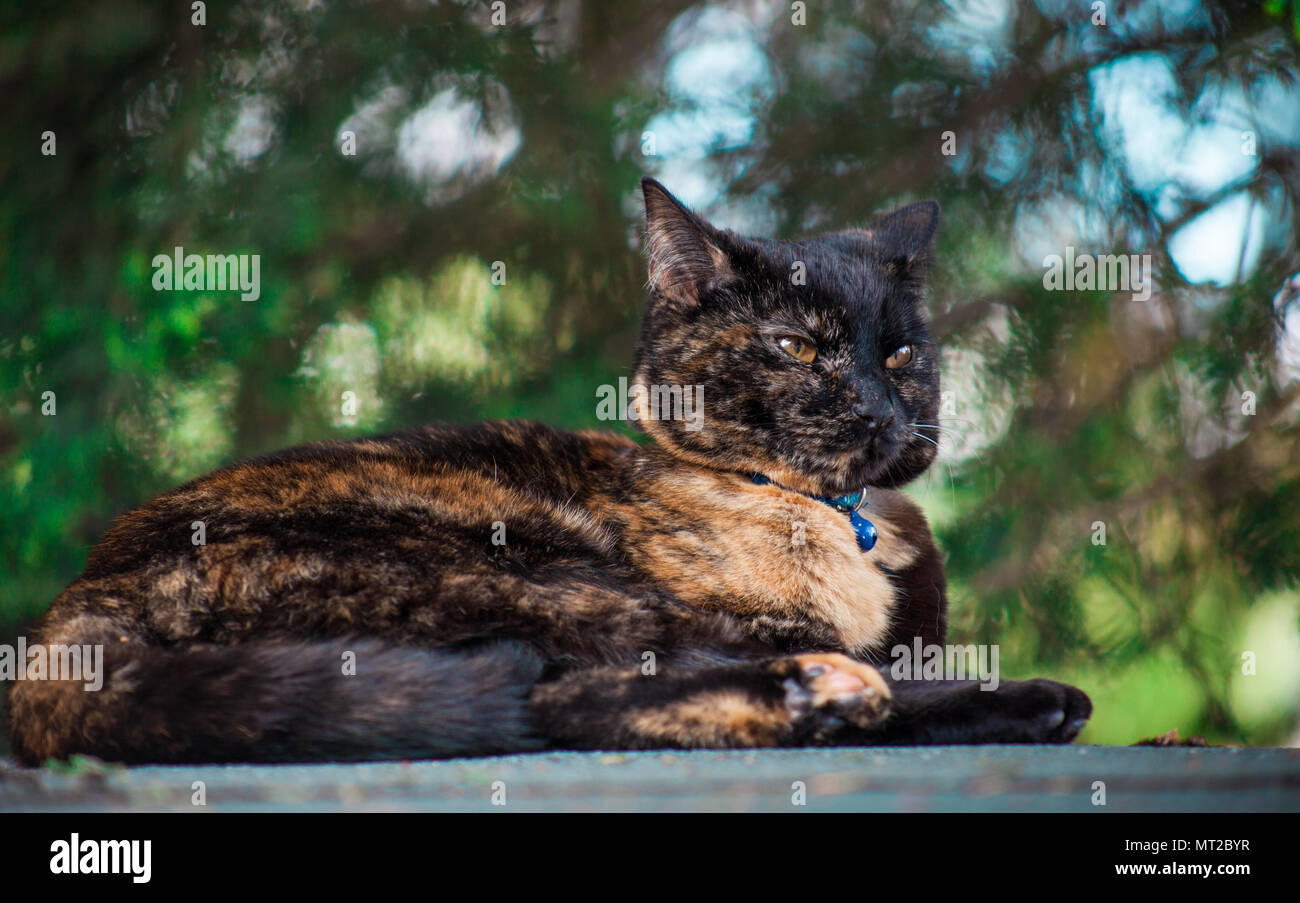 cute tortoiseshell cat enjoying herself outdoors Stock Photo