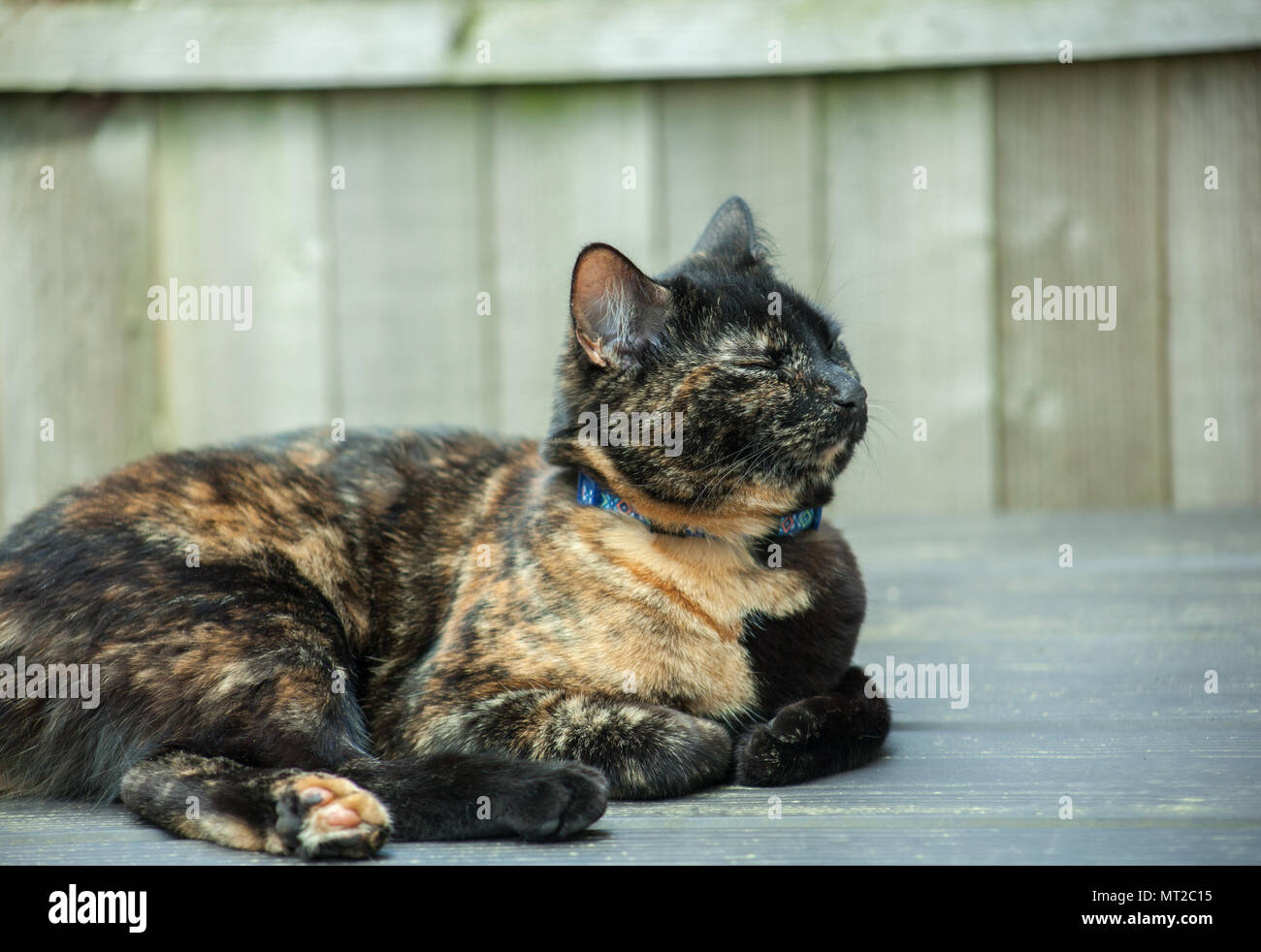 cute tortoiseshell cat enjoying herself outdoors Stock Photo