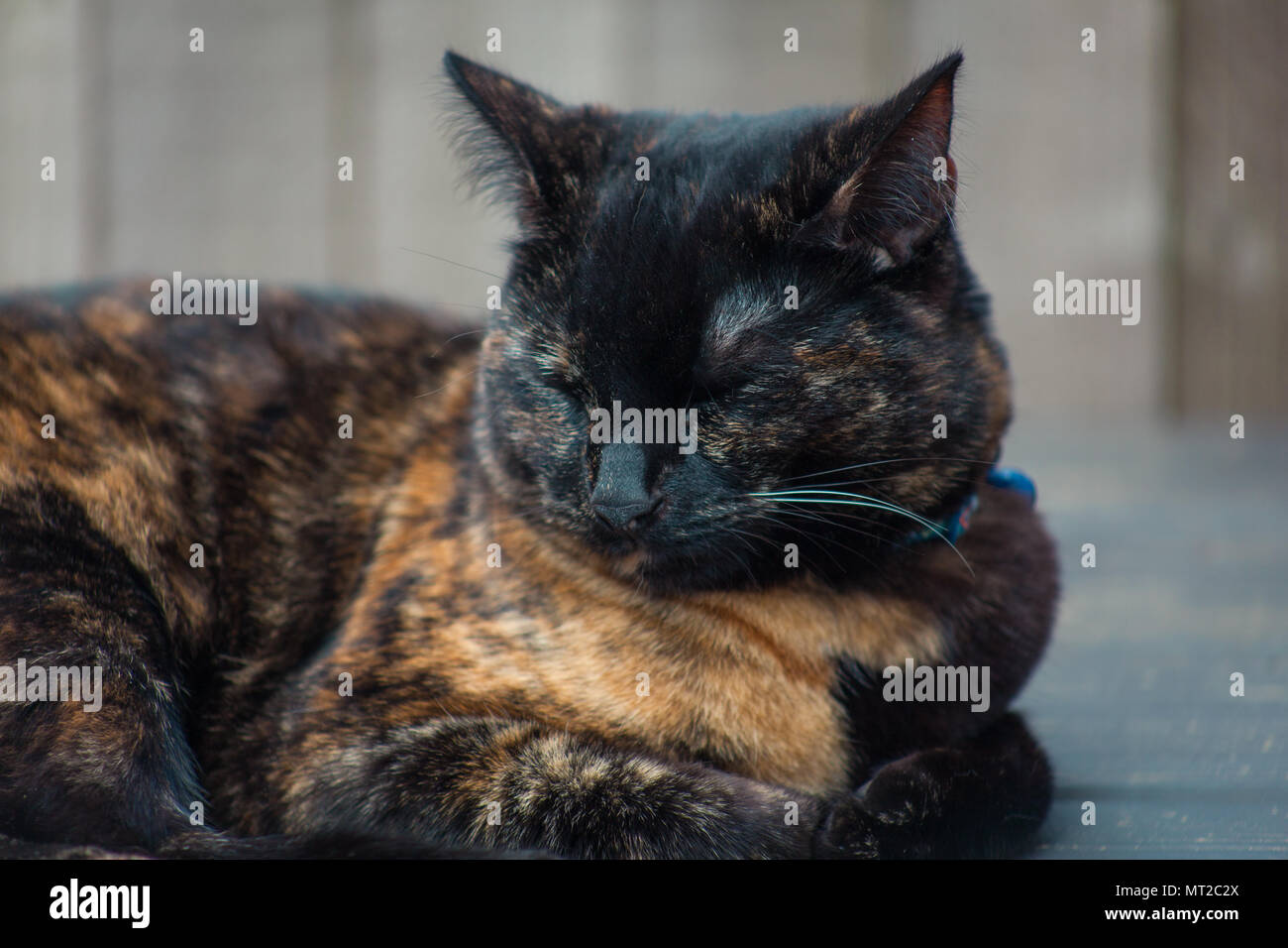 cute tortoiseshell cat enjoying herself outdoors Stock Photo