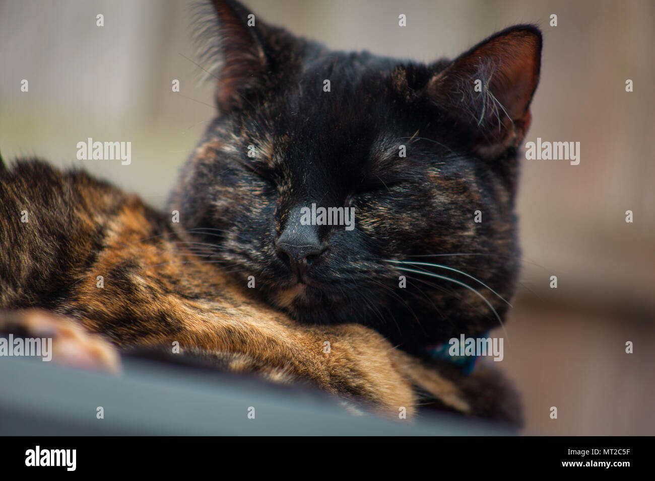 cute tortoiseshell cat enjoying herself outdoors Stock Photo