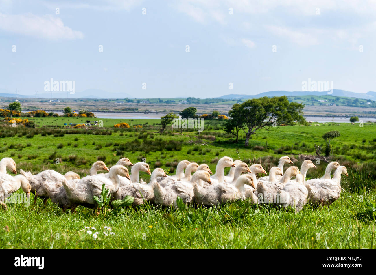 Ardara, County Donegal, Ireland  weather. 28th May 2018. A gaggle of goslings on a farm head for the shade on the warmest day of the year, so far, in the west coast county. Credit: Richard Wayman/Alamy Live News Stock Photo