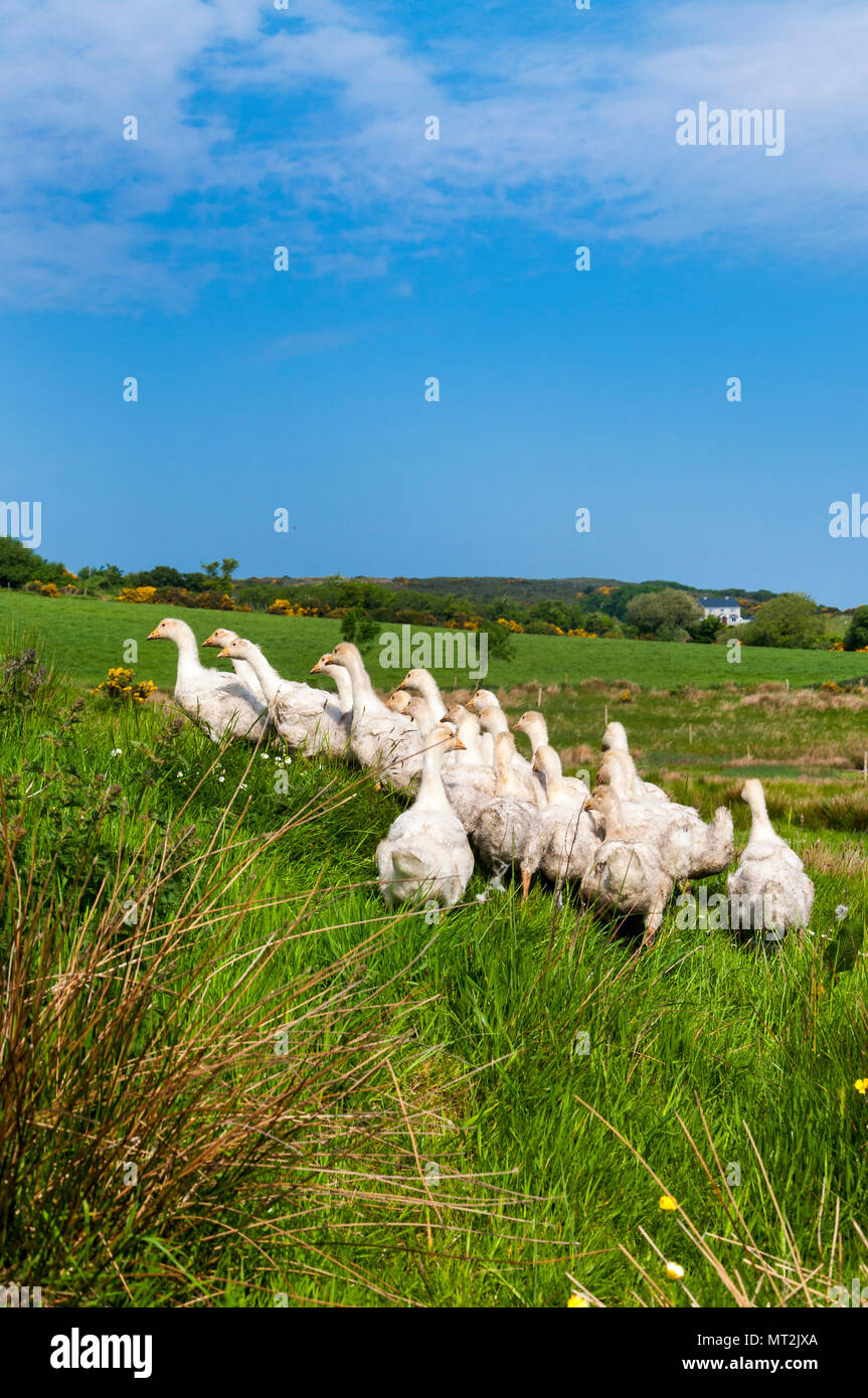 Ardara, County Donegal, Ireland  weather. 28th May 2018. A gaggle of goslings on a farm head for the shade on the warmest day of the year, so far, in the west coast county. Credit: Richard Wayman/Alamy Live News Stock Photo