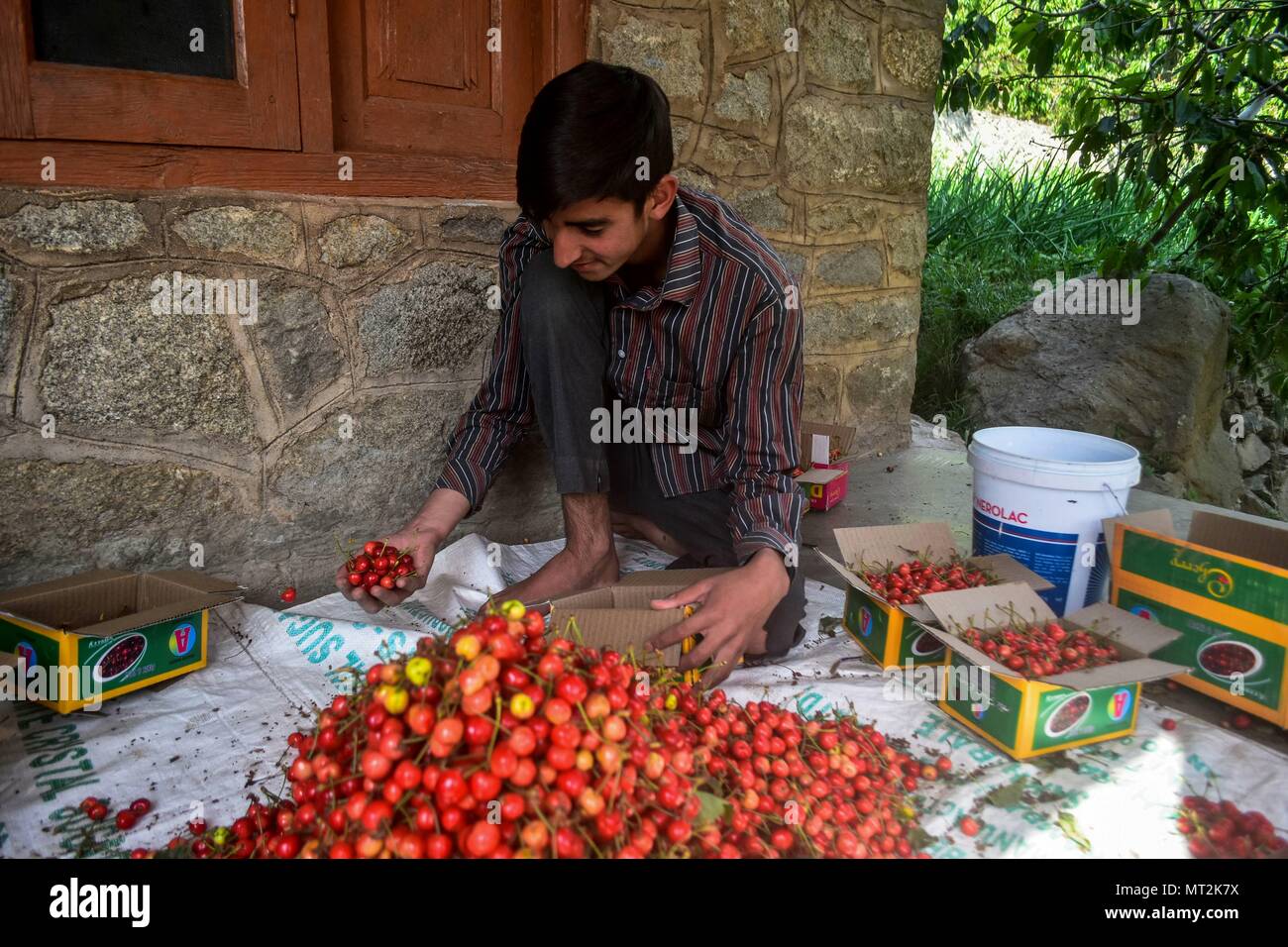 Kashmir fruit hires stock photography and images Alamy