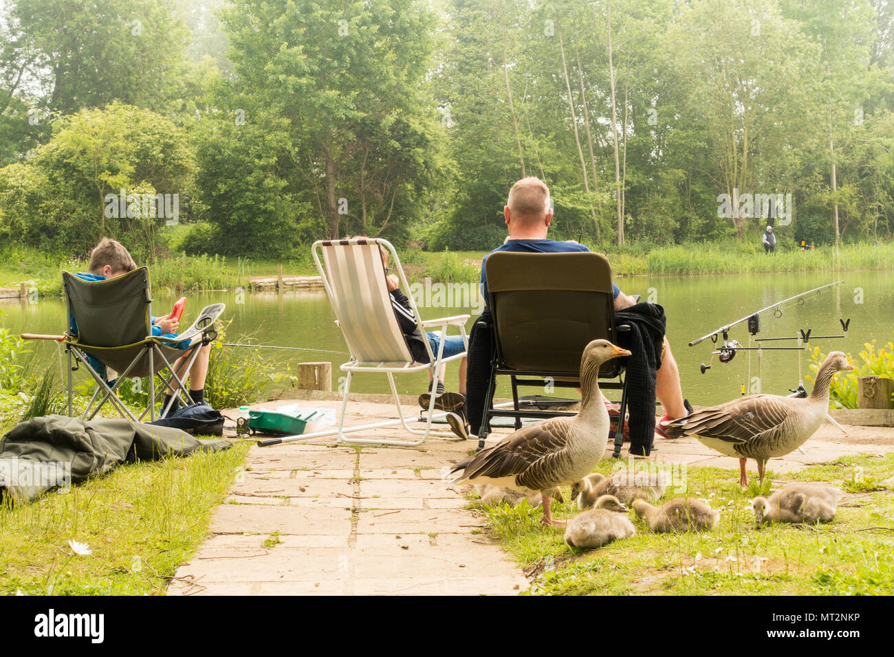 Henlow, Bedfordshire, UK, 28th May 2018. A Dad and his two sons enjoying a fishing session, one boy seems more interested in his electronic device than the fishing. A Canada Goose and goslings wait for discarded bait. Credit: Mick Flynn/Alamy Live News Stock Photo