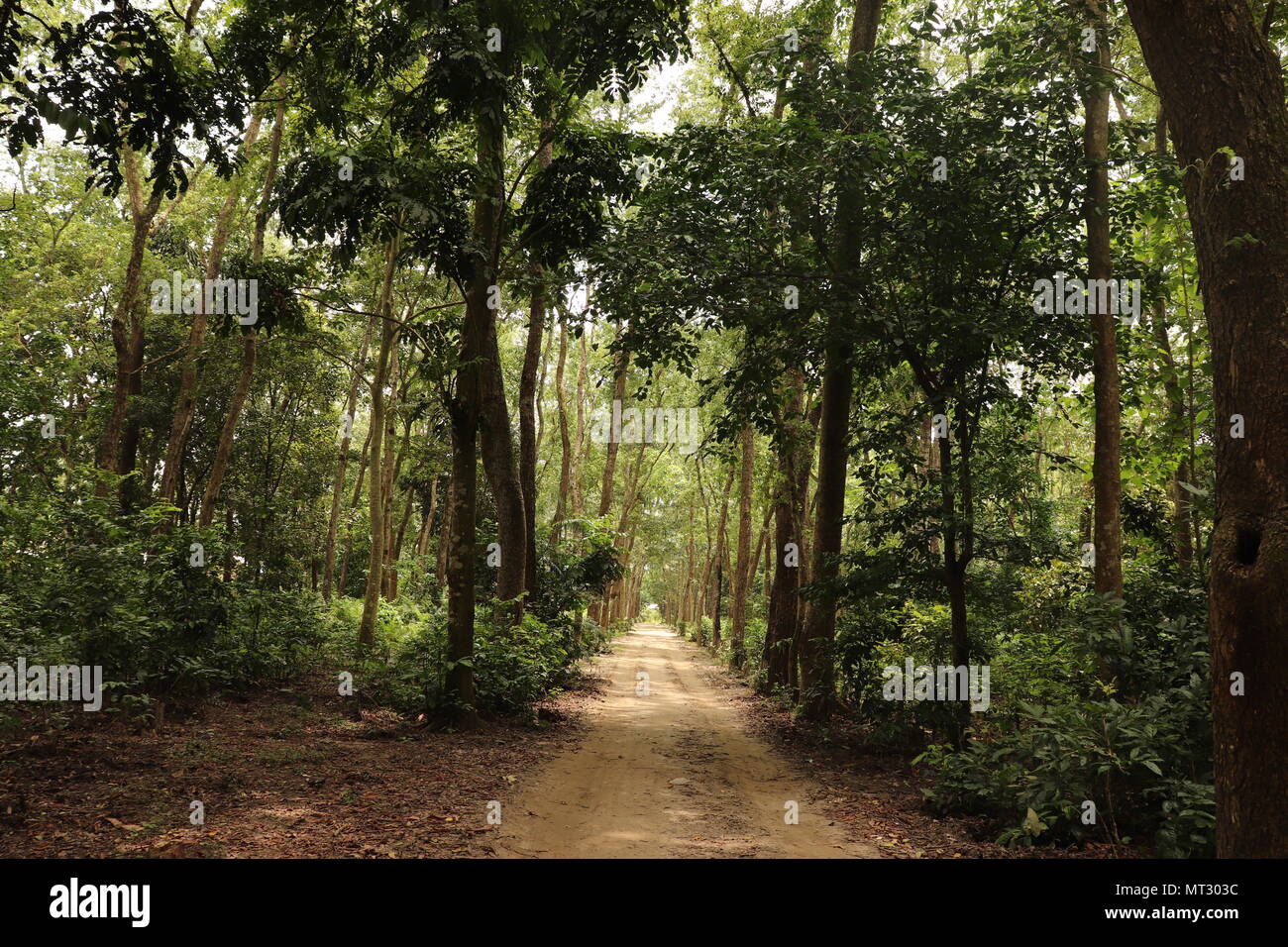 This picture is majuli island, Natural beauty of majuli Stock Photo - Alamy