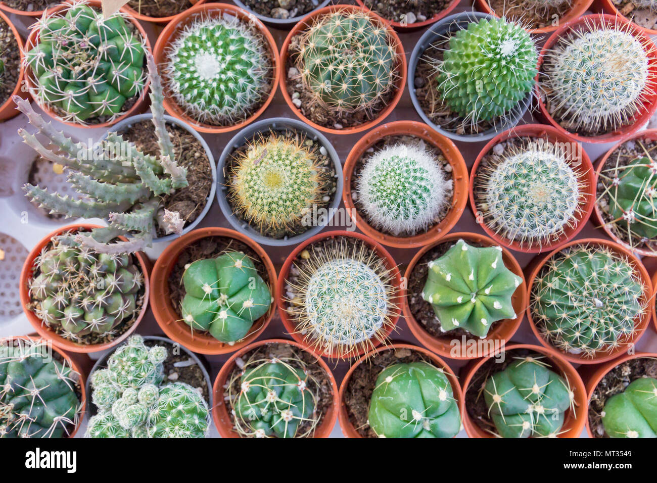closeup small cactus plant in flower pots.plant nursery Stock Photo Alamy