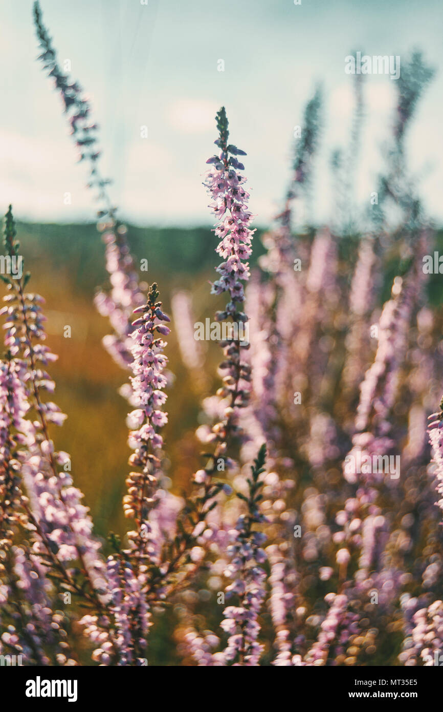 pink flowers of calluna vulgaris in a field at sunset Stock Photo - Alamy