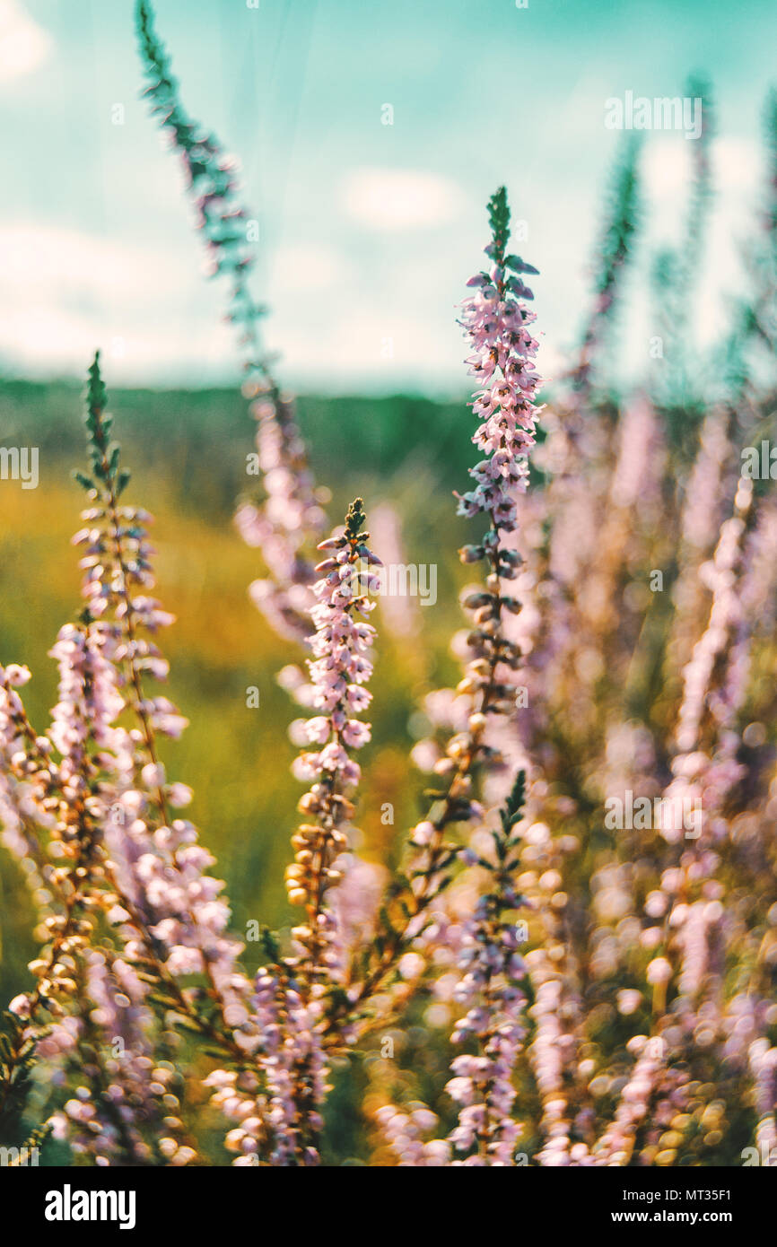 pink flowers of calluna vulgaris in a field at sunset Stock Photo - Alamy