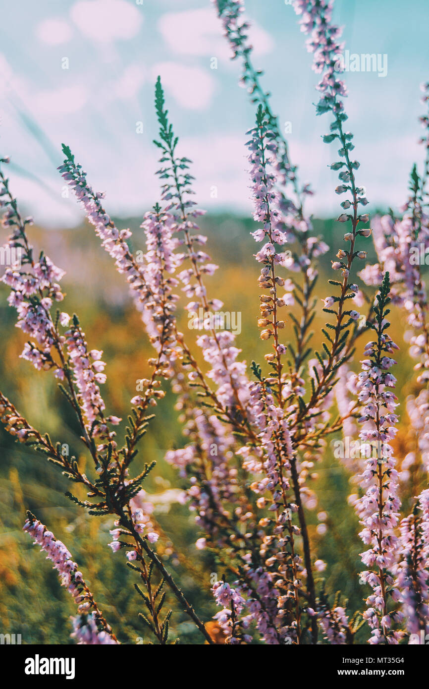 pink flowers of calluna vulgaris in a field at sunset Stock Photo - Alamy