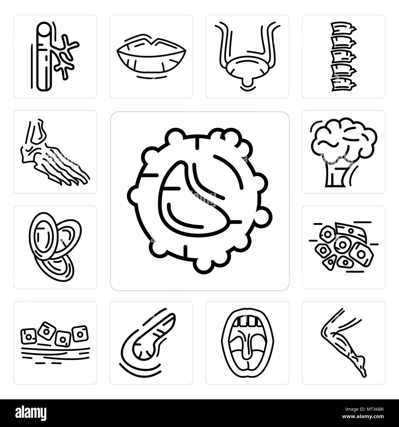 Set Of 13 simple editable icons such as White blood cell, Men Leg, Tonsil, Pancreas, Mucous Membrane, Skin Cells, Dishes Stack, Human Brain, Foot Bone Stock Vector