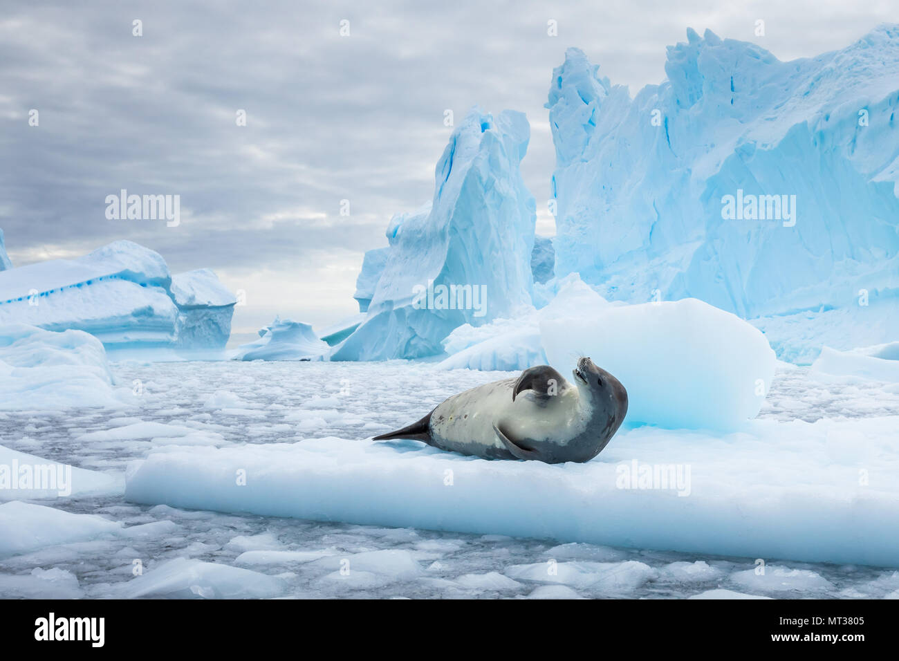 Crabeater seal (lobodon carcinophaga) resting on drifting pack ice or icefloe between blue icebergs and freezing sea water landscape in the Antarctic  Stock Photo