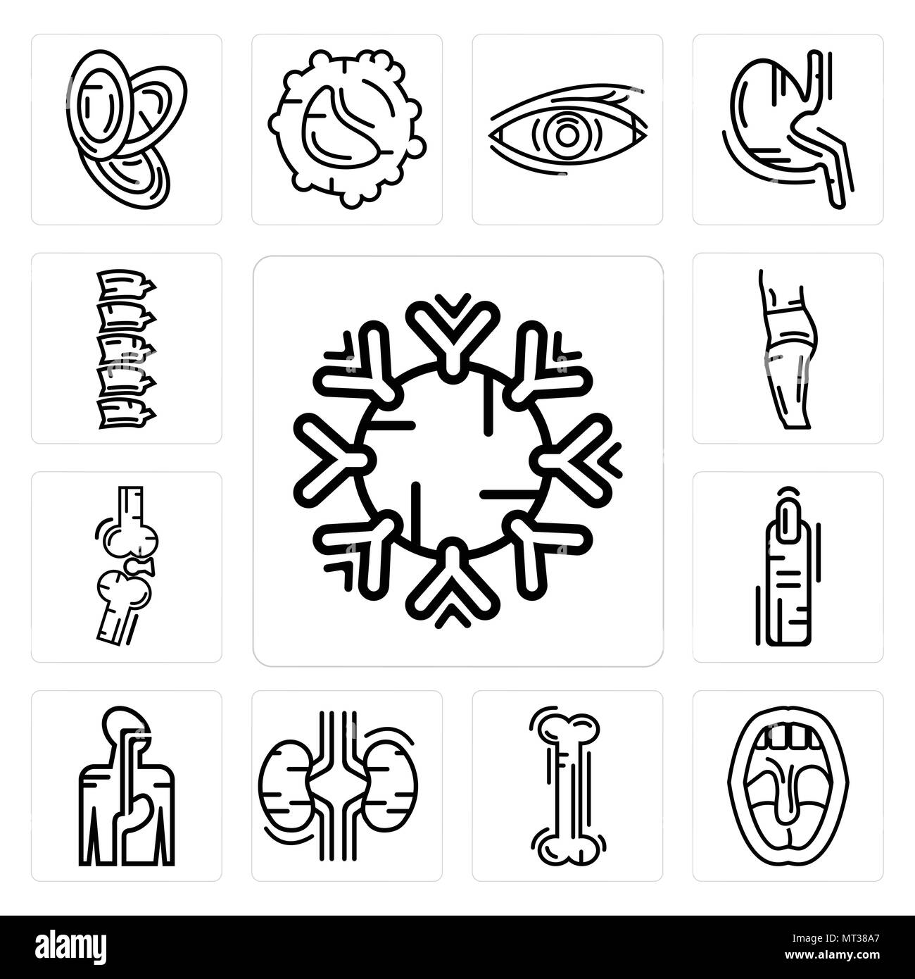 Set Of 13 simple editable icons such as Immune System, Tonsil, Human Bone, Two Kidneys, Digestive Finger, Bones Joint, Body Side, Spine Bone can be us Stock Vector