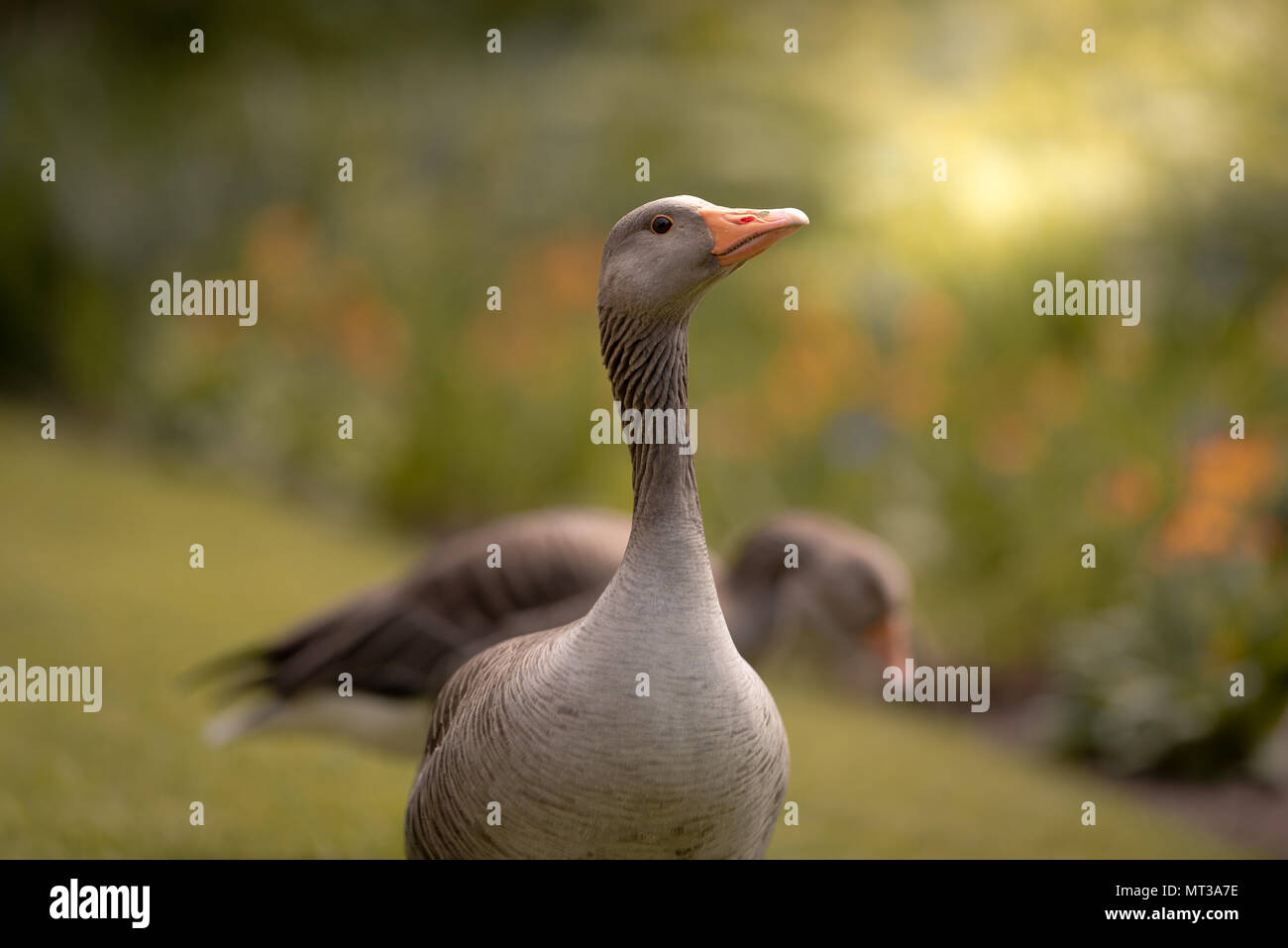 The greylag goose (Anser anser) is a species of large goose in the waterfowl family Stock Photo