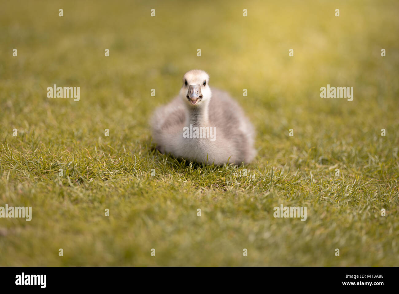 The greylag goose (Anser anser) is a species of large goose in the waterfowl family Stock Photo