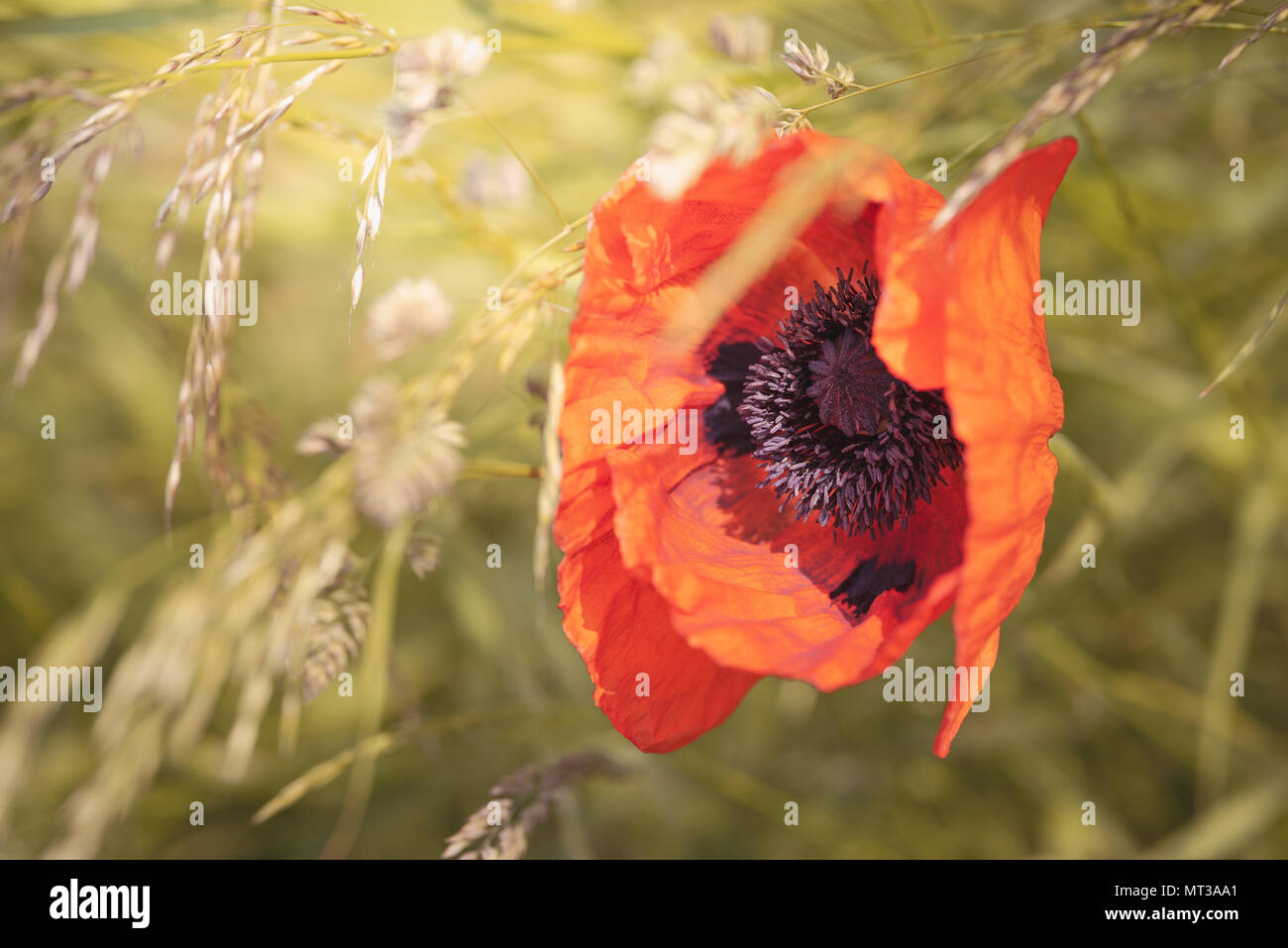 Red Poppy Poppies in the field meadow in summer at Kew Gardens Stock Photo