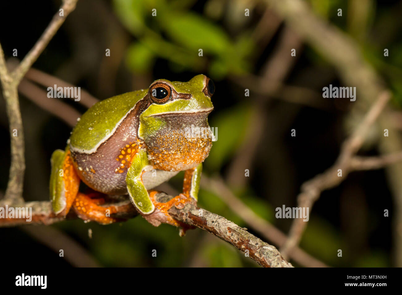 Vocalizing pine barrens tree frog Hyla andersonii Stock Photo Alamy