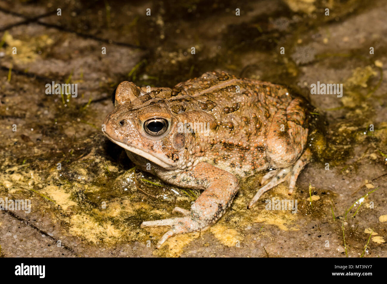 Fowler's toad - Anaxyrus fowleri Stock Photo - Alamy