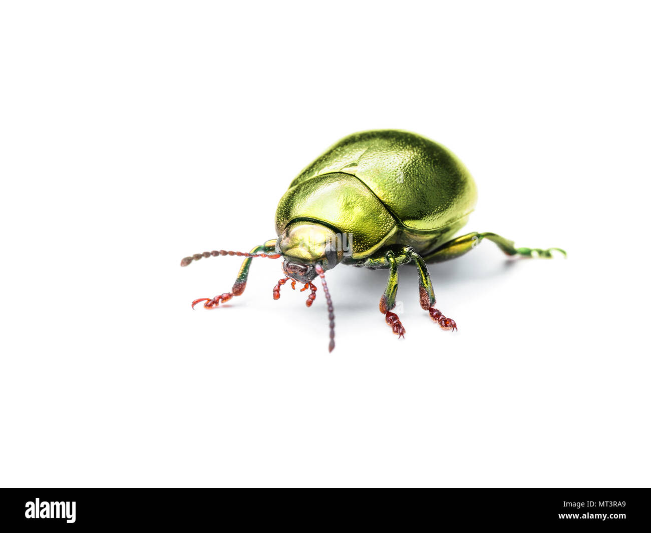 Chrysolina Coerulans Golden Yellow Mint Leaf Beetle Insect Macro Isolated on White Stock Photo