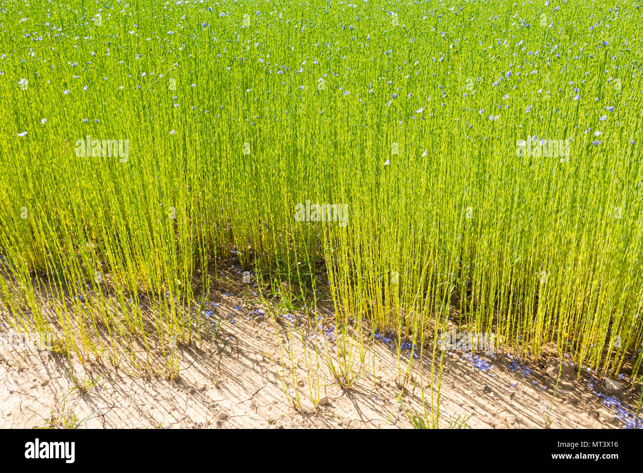 Large field of flax in bloom in spring Stock Photo - Alamy