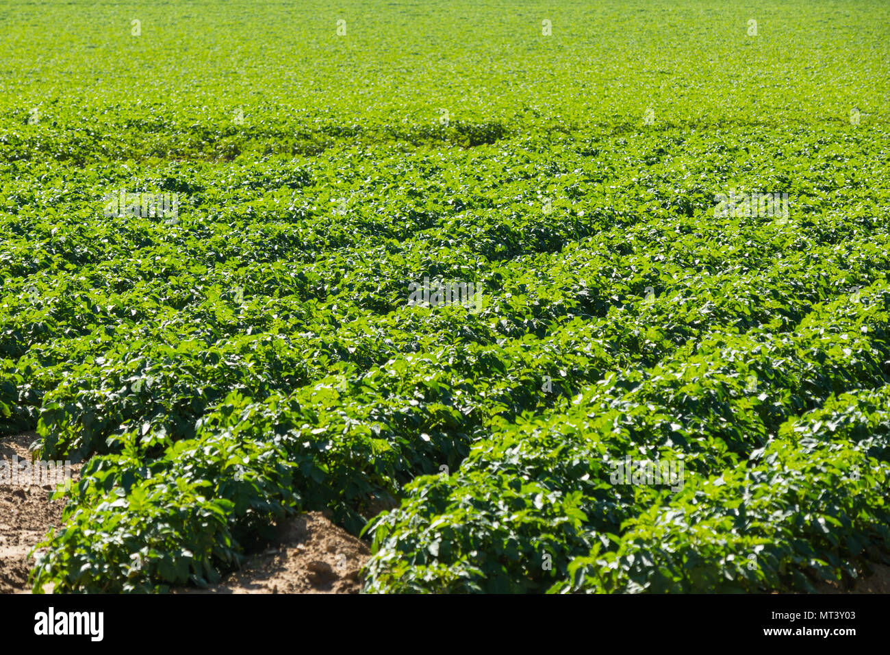 Large potato field with potato plants planted in nice straight rows Stock Photo