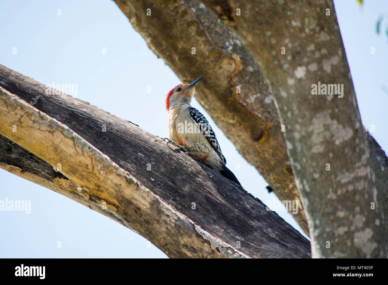 Birds Stock Photo