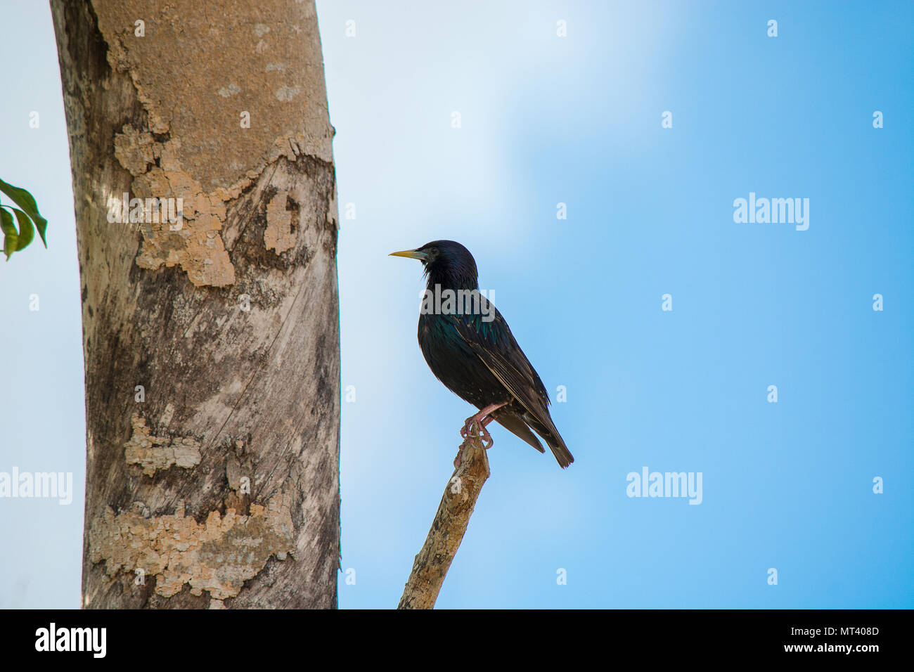 Birds Stock Photo