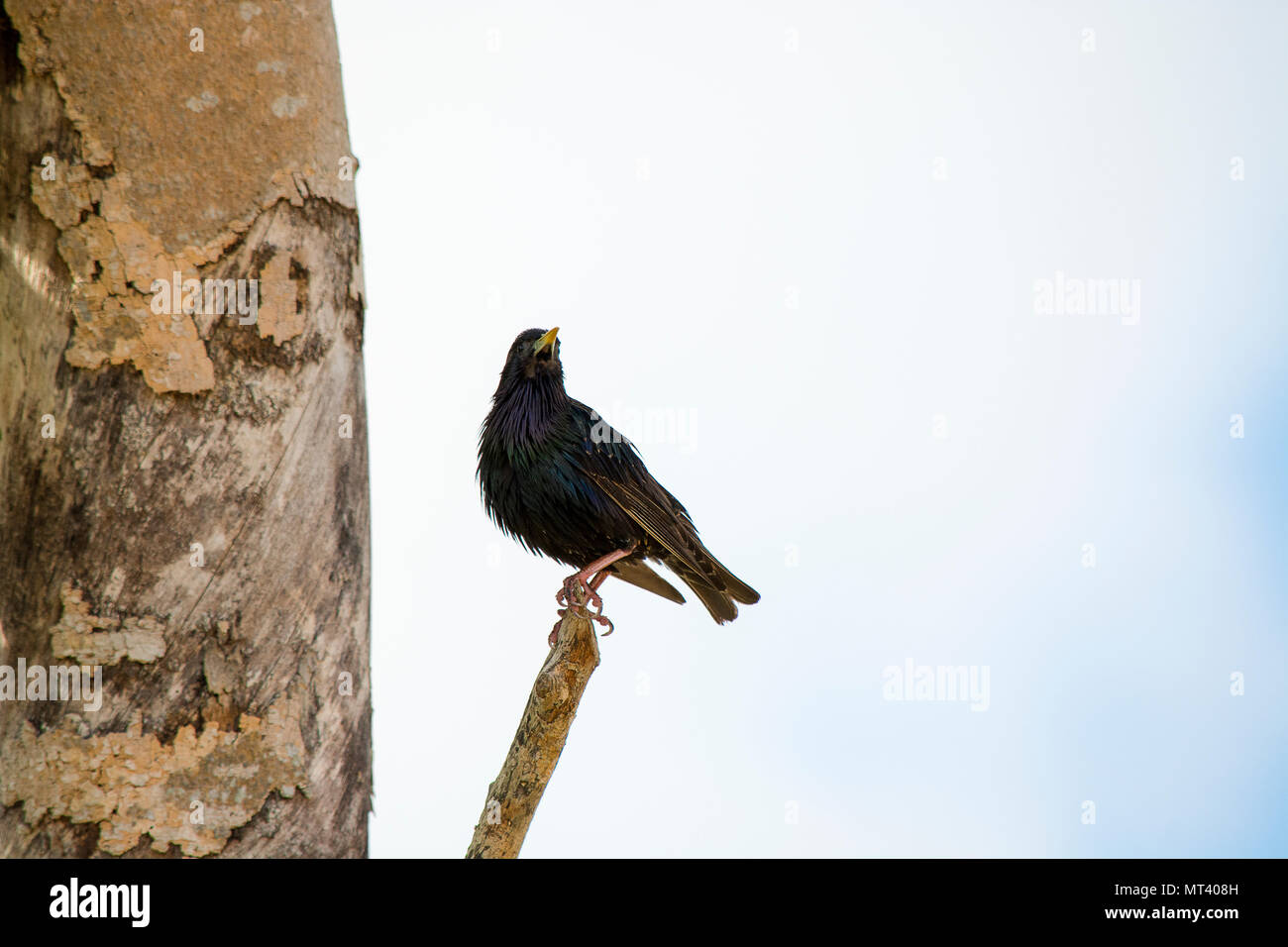Birds Stock Photo