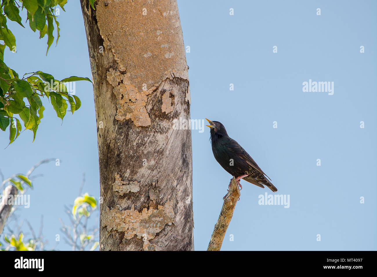 Birds Stock Photo