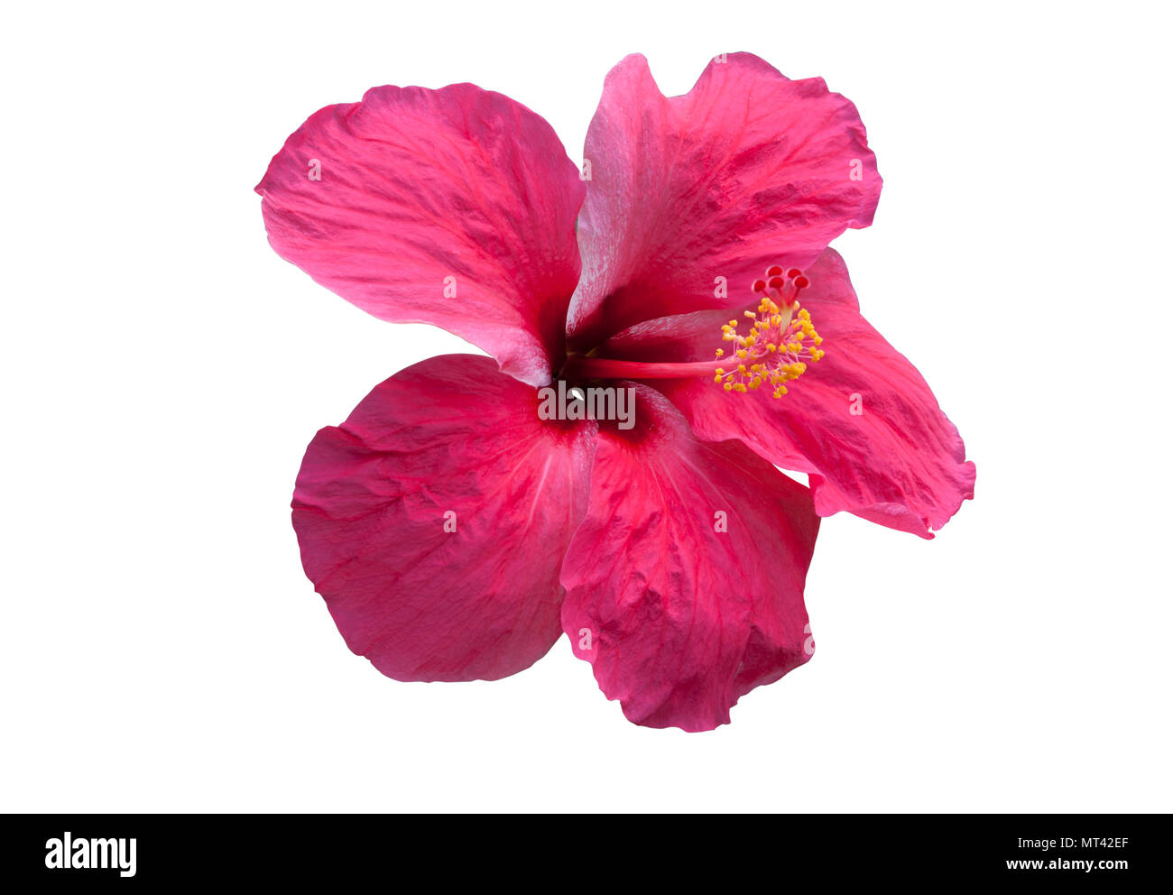 Pink hibiscus flower isolated on white. objects with clipping paths. Stock Photo