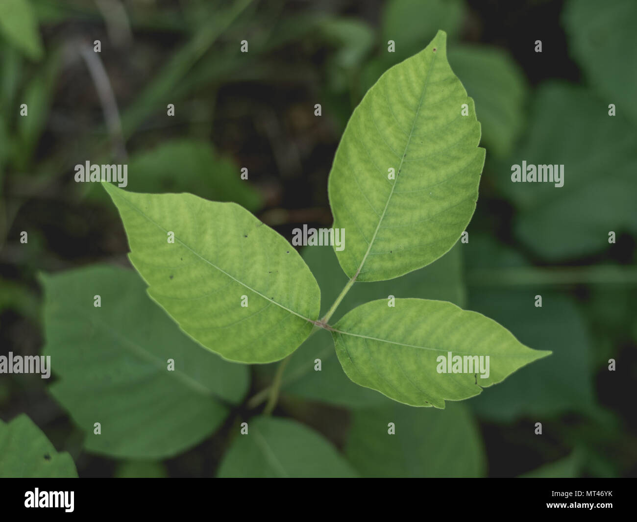 Poison Ivy Closeup Stock Photo Alamy