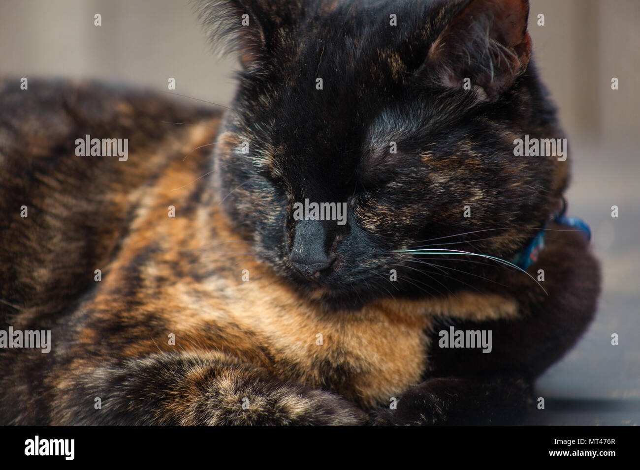 cute tortoiseshell cat enjoying herself outdoors Stock Photo