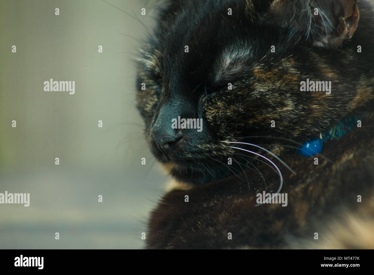 cute tortoiseshell cat enjoying herself outdoors Stock Photo