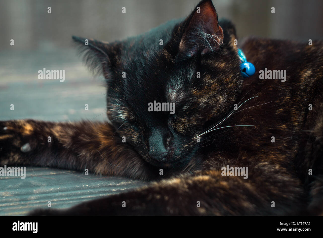 cute tortoiseshell cat enjoying herself outdoors Stock Photo