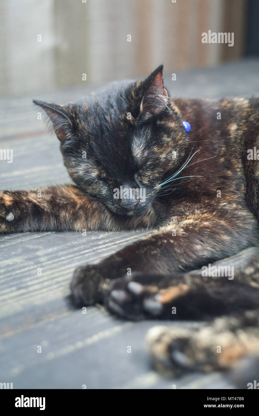 cute tortoiseshell cat enjoying herself outdoors Stock Photo